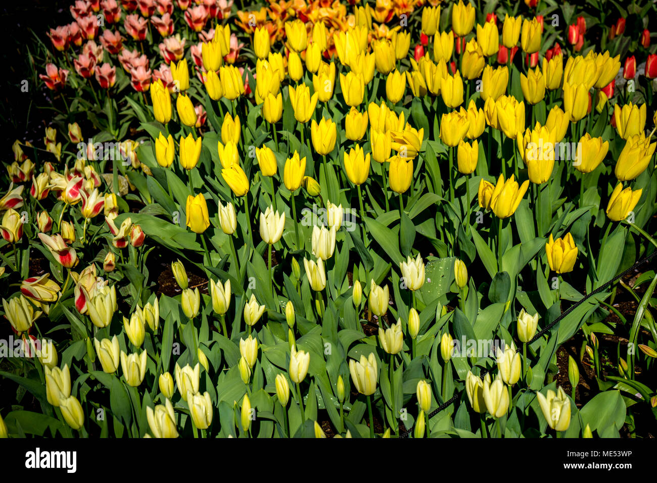 White and yellow tulip flower with a blurred background in Lisse, Netherlands, Europe Stock Photo