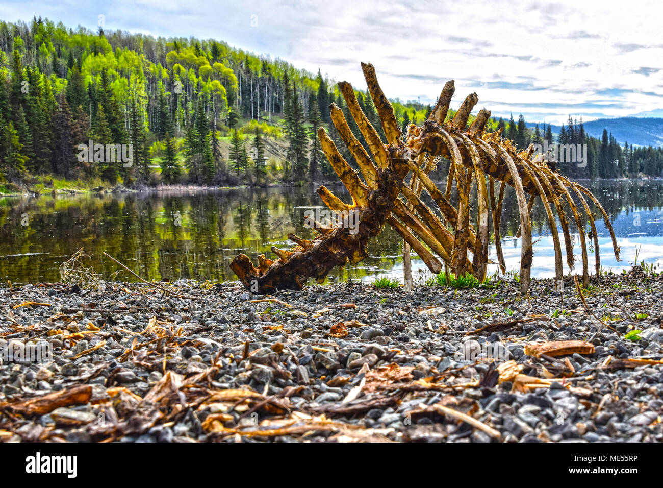 Moose Bones High Resolution Stock Photography and Images - Alamy