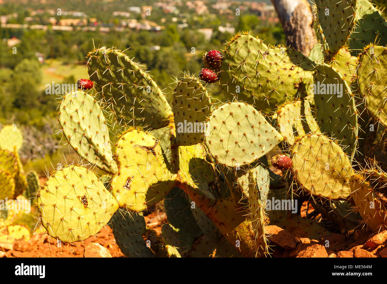 Pera Indiana Prickly pears. Opuntia ficus-indica. also known as indian figs, opuntia ...