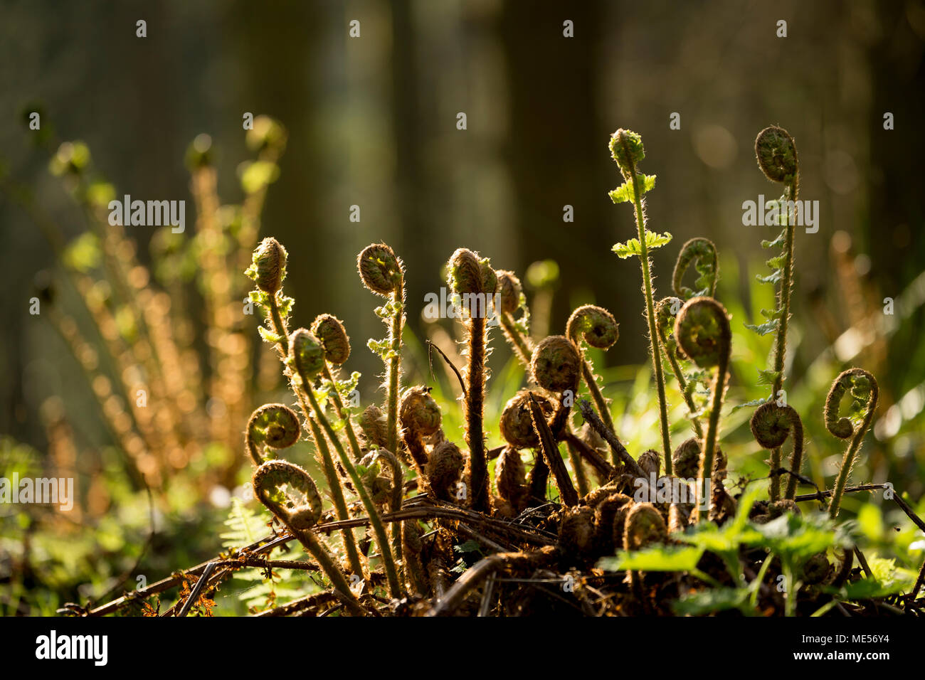 Ferns starting to unfurl in April in a Dorset wood England UK in evening light. Stock Photo