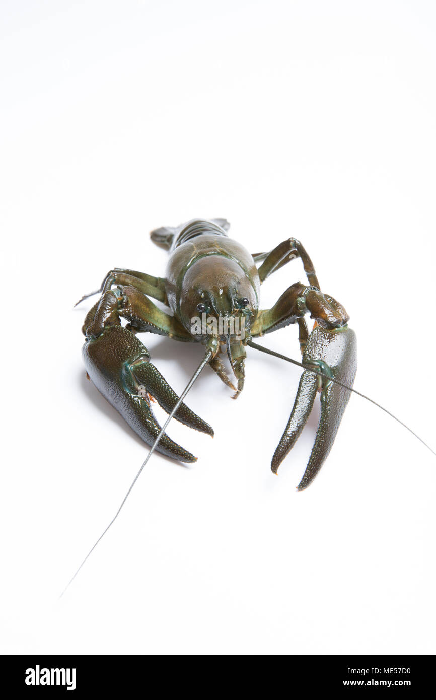 A live American signal crayfish Pacifastacus leniusculus on a white