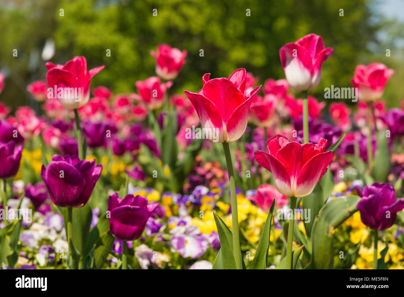 Focused on two pink and white tulips (Tulipa Negrita). The two are surrounded by yellow, white, and purple pansies (Viola) and purple tulips. Stock Photo
