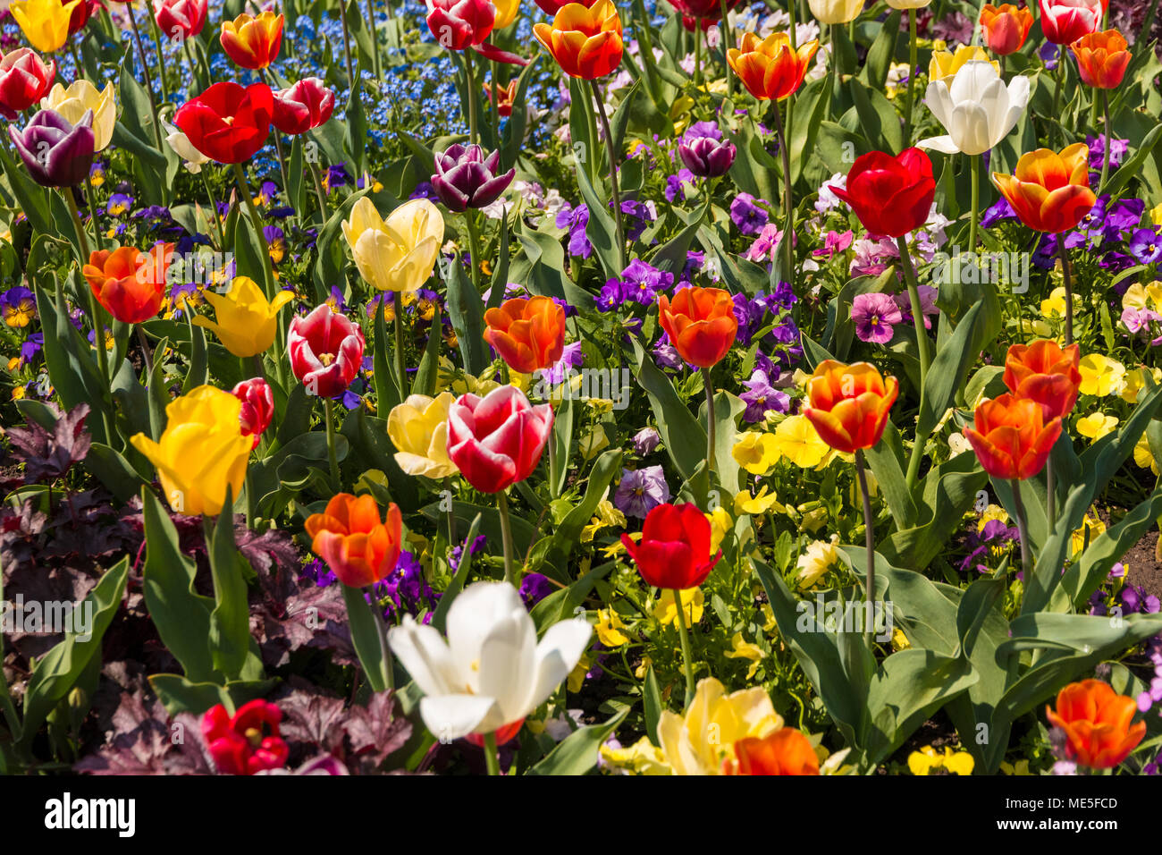 A nice colourful field full of purple, pink, yellow, red, orange and white garden pansies (Viola), tulips and blue forget-me-not flowers in springtime. Stock Photo