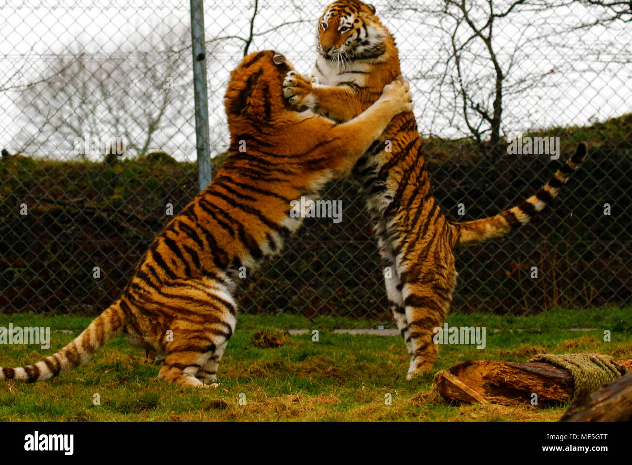Amur Tigers in their element playing in Dartmoor Zoological Park Stock
