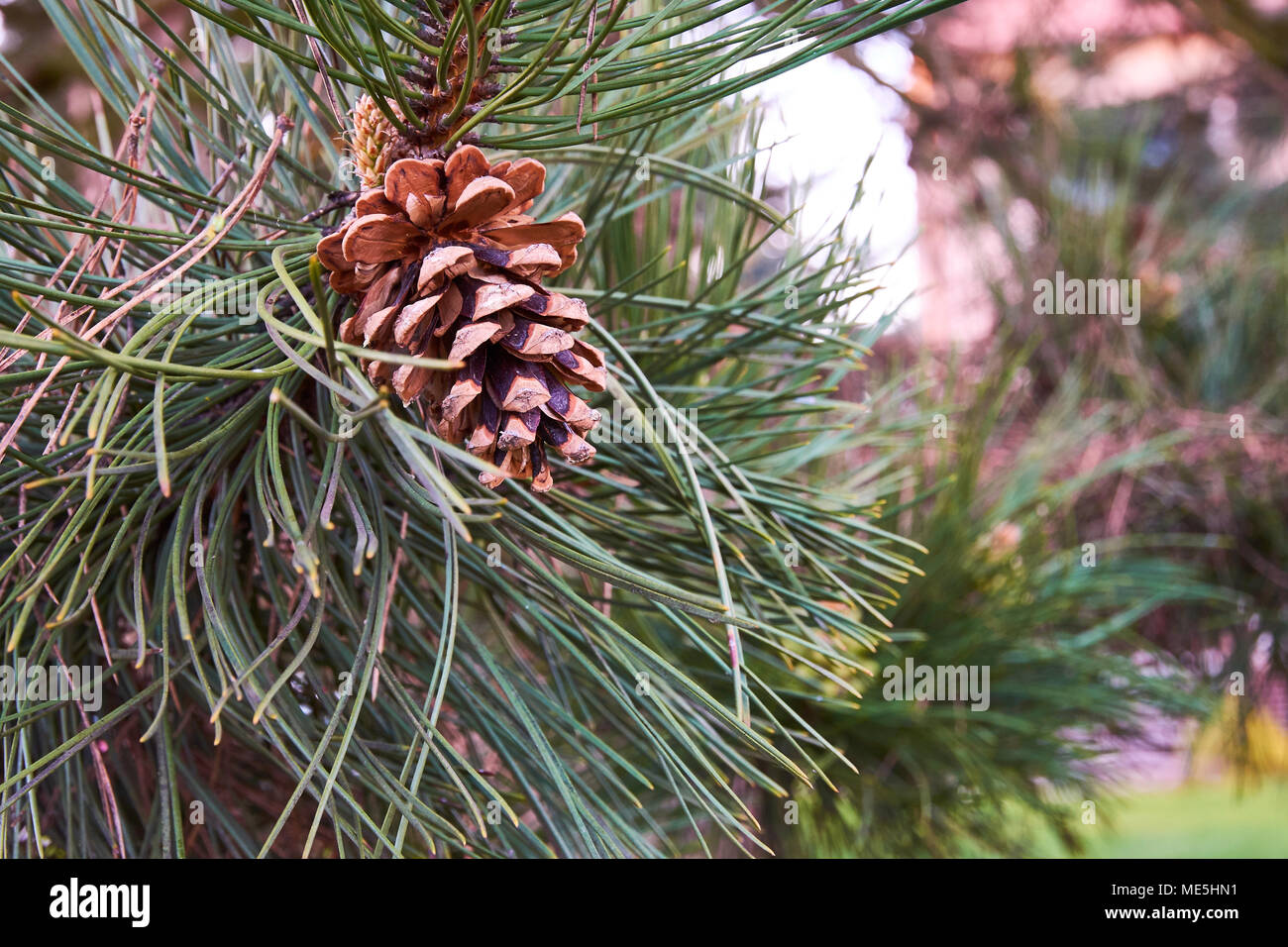 Close-up of a pine cone with a conifer tree branch in the city Stock ...