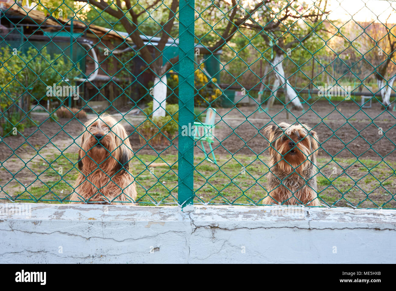 Two watchful and barking dogs behind a fence in the garden Stock Photo
