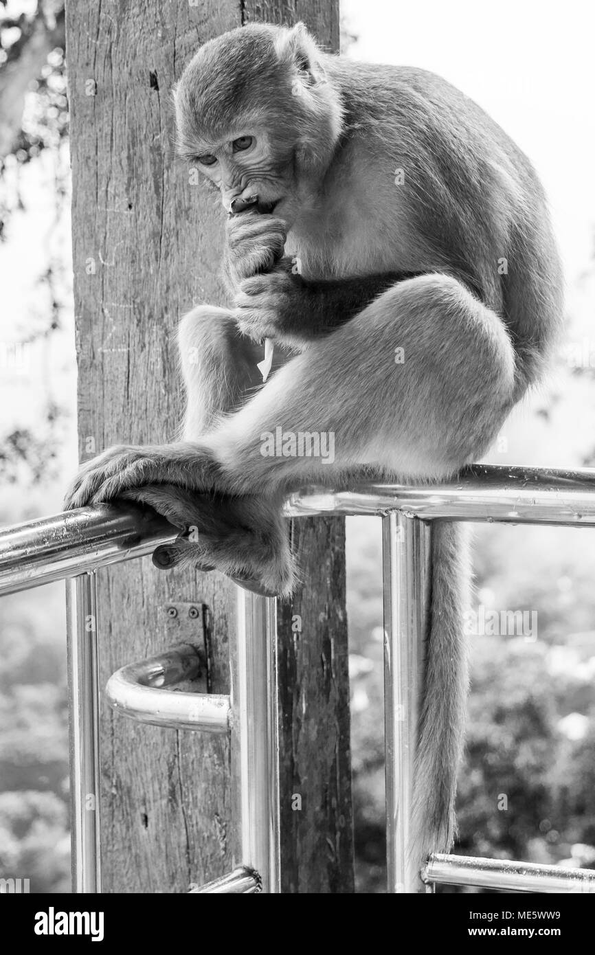 Adult macaque monkey, eating nuts and corn fed by tourists, frowning and not wanting to share, sitting on railing, Mount Popa, Burma, Myanmar SE Asia Stock Photo