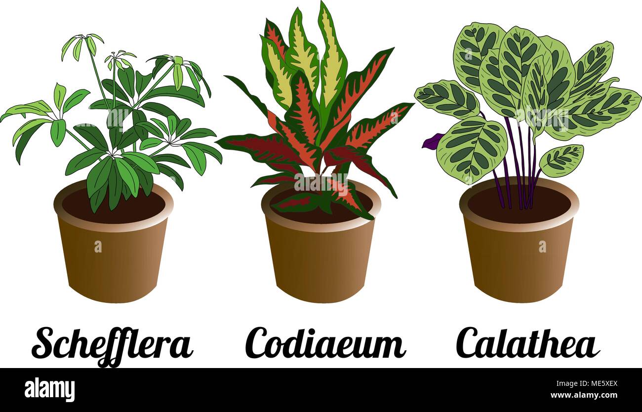 Hand drawn vector set indoor plants Stock Vector Image & Art - Alamy