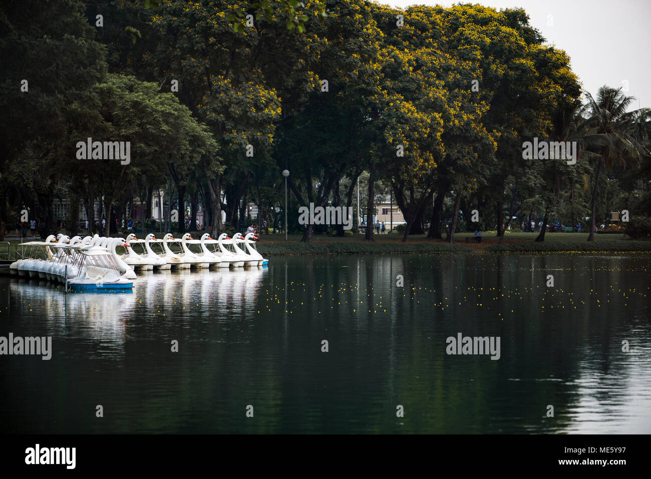Swan paddle boats in Lumphini Park, Bangkok Stock Photo