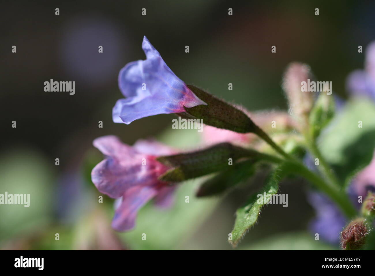 Pulmonaria officinalis (Common Lungwort) Stock Photo