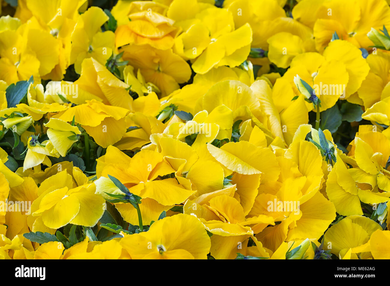 Background of yellow violets cultivation in a Dutch greenhouse Stock