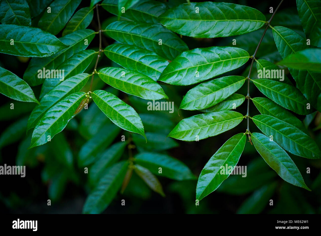 fresh green leaf on black background Stock Photo
