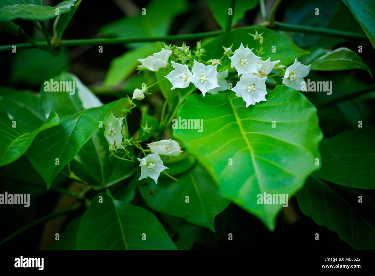 vallaris glabra white flower on tree Stock Photo