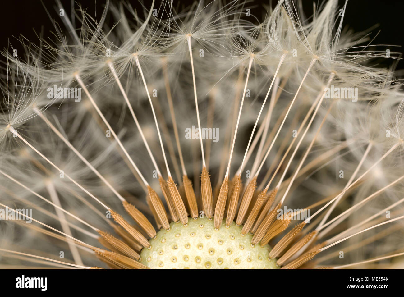 Dandelion seeds and parachute, Taraxacum officinale, on a dandelion seed head found in north Dorset England UK Stock Photo