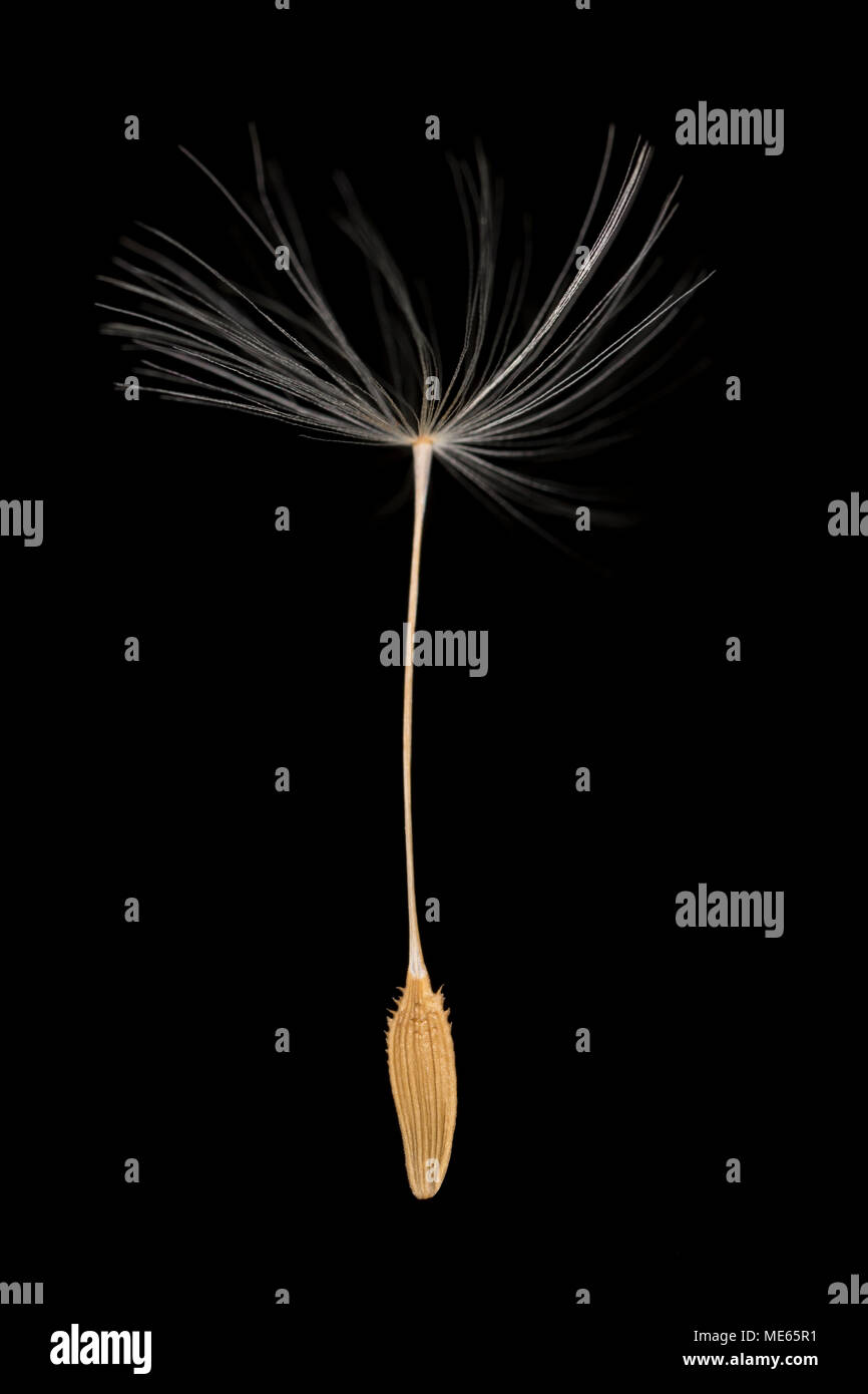 A single Dandelion seed and parachute, Taraxacum officinale, from a dandelion seed head found in north Dorset England UK on a black background. Stock Photo