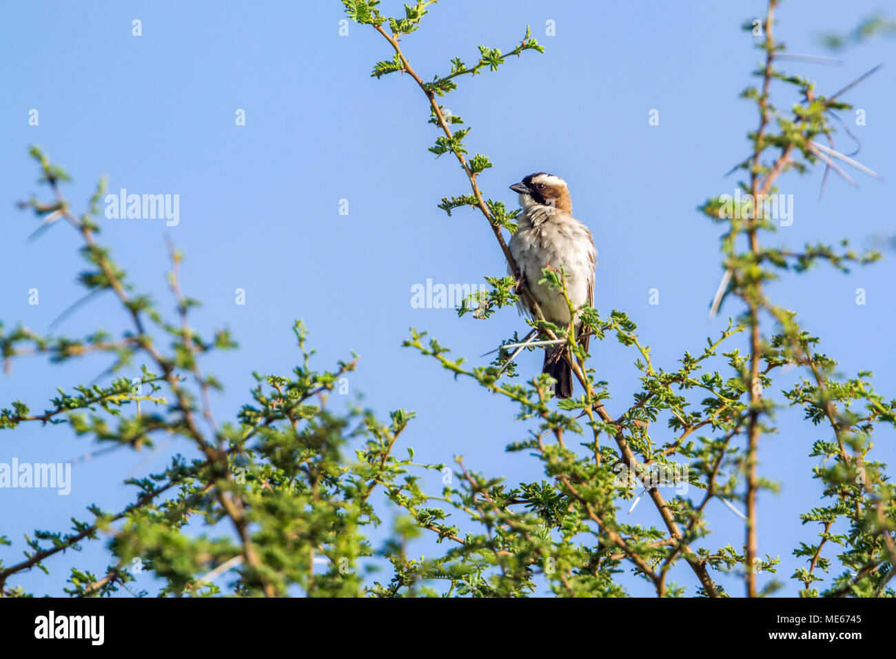 White-browed sparrow in Mapungubwe national park, South Africa ;Specie ...