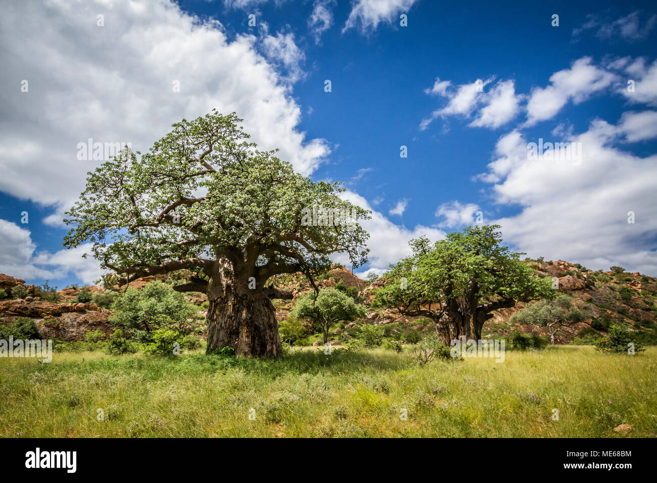 Baobab tree in Mapungubwe national park, South Africa ;Specie Adansonia digitata family of Malvaceae Stock Photo