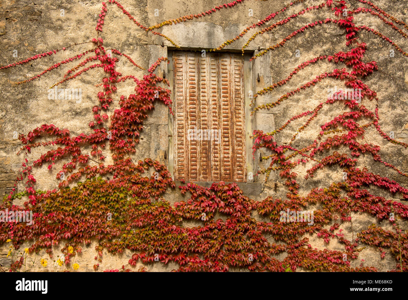 Ivy, red leaves on a facade. France Stock Photo