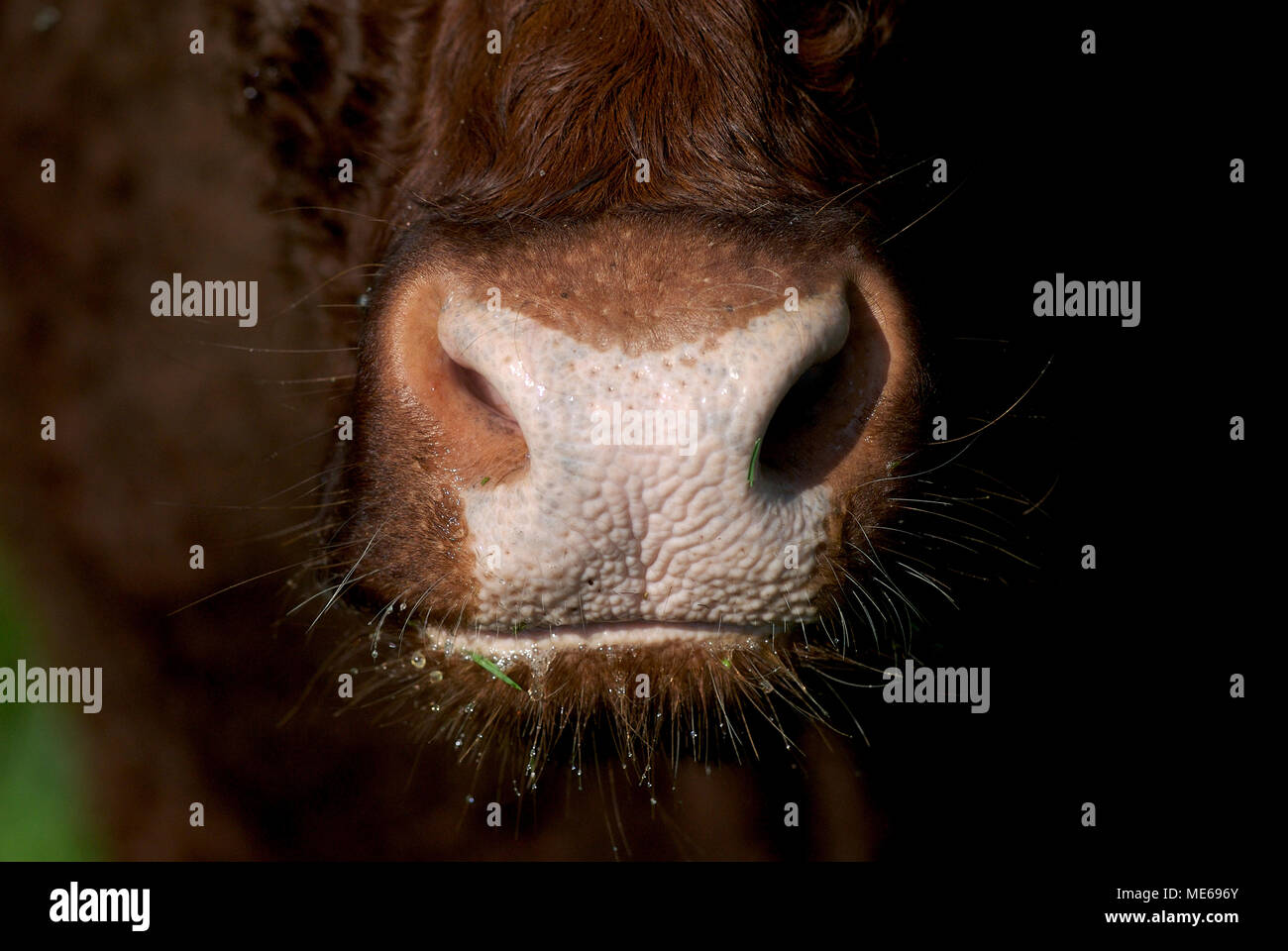 Close up of a cow's snout, Auvergne, France Stock Photo