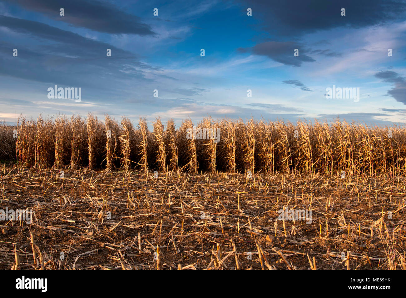 Corn field. Auvergne. France Stock Photo