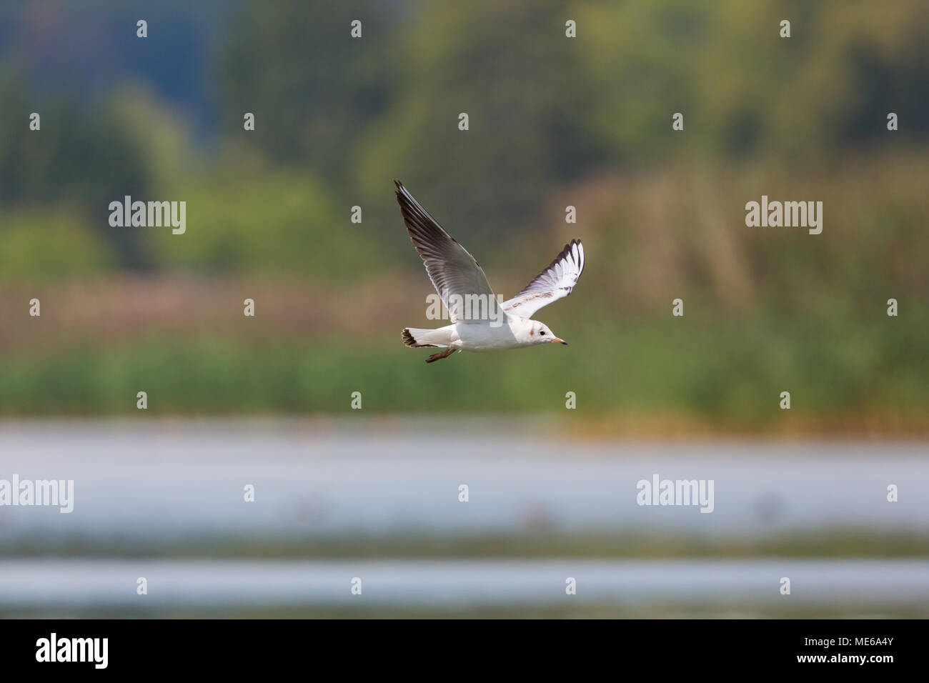natural black-headed gull (larus ridibundus) flying over water, vegetation in background Stock Photo
