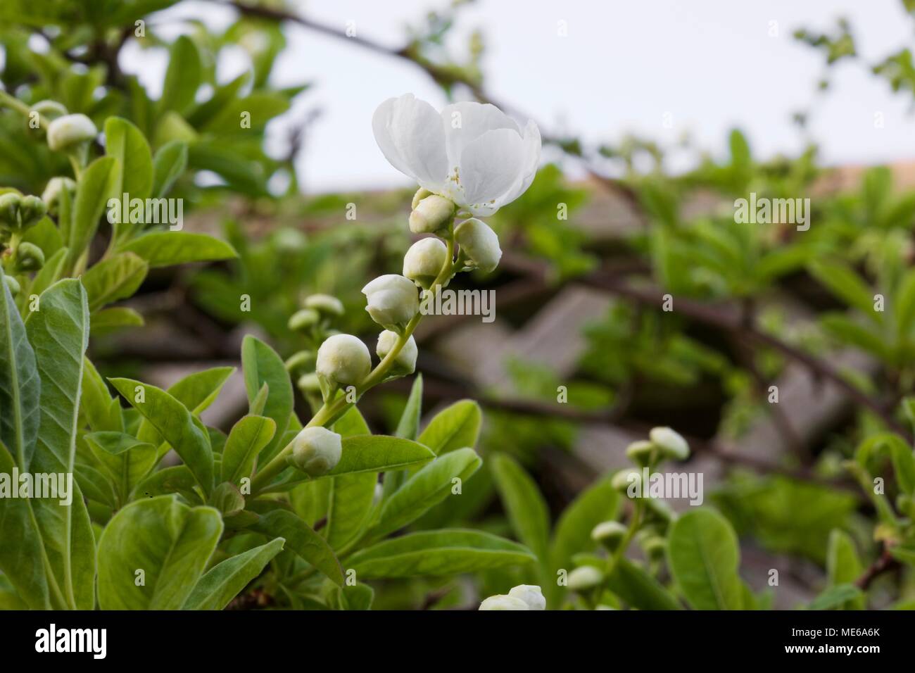 Exochorda x macrantha 'The Bride' pearl bush Stock Photo
