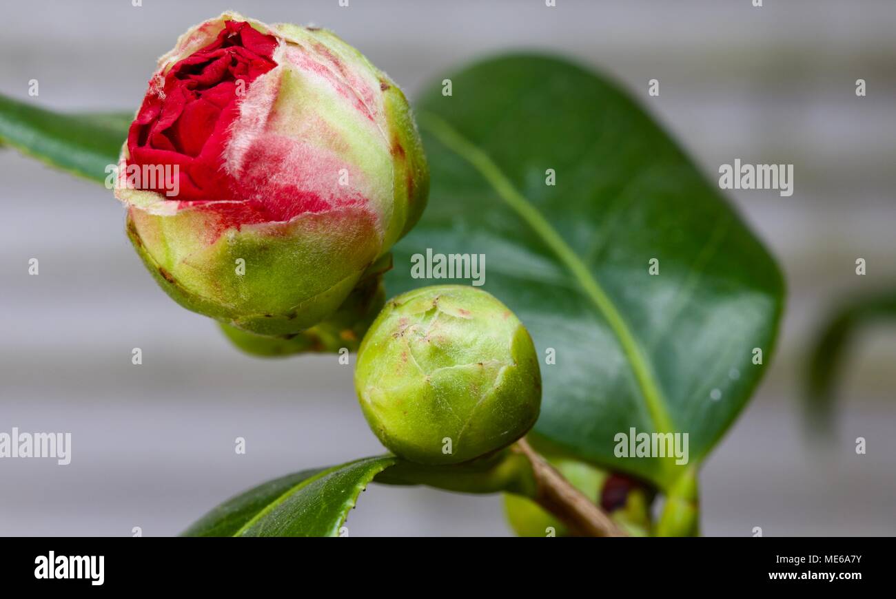 Camellia japonica 'Blood of China' Stock Photo