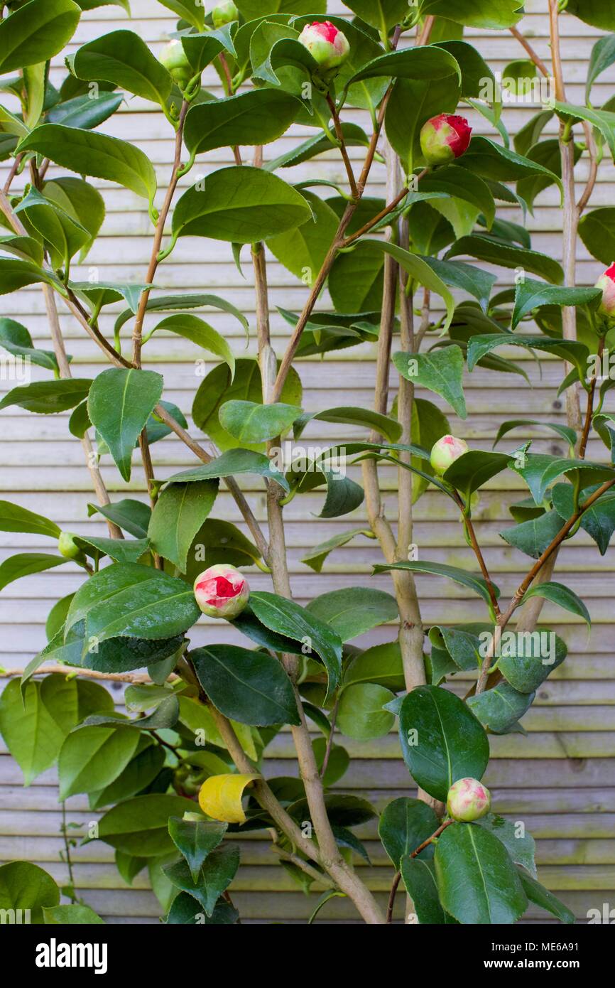 Camellia japonica 'Blood of China' Stock Photo - Alamy