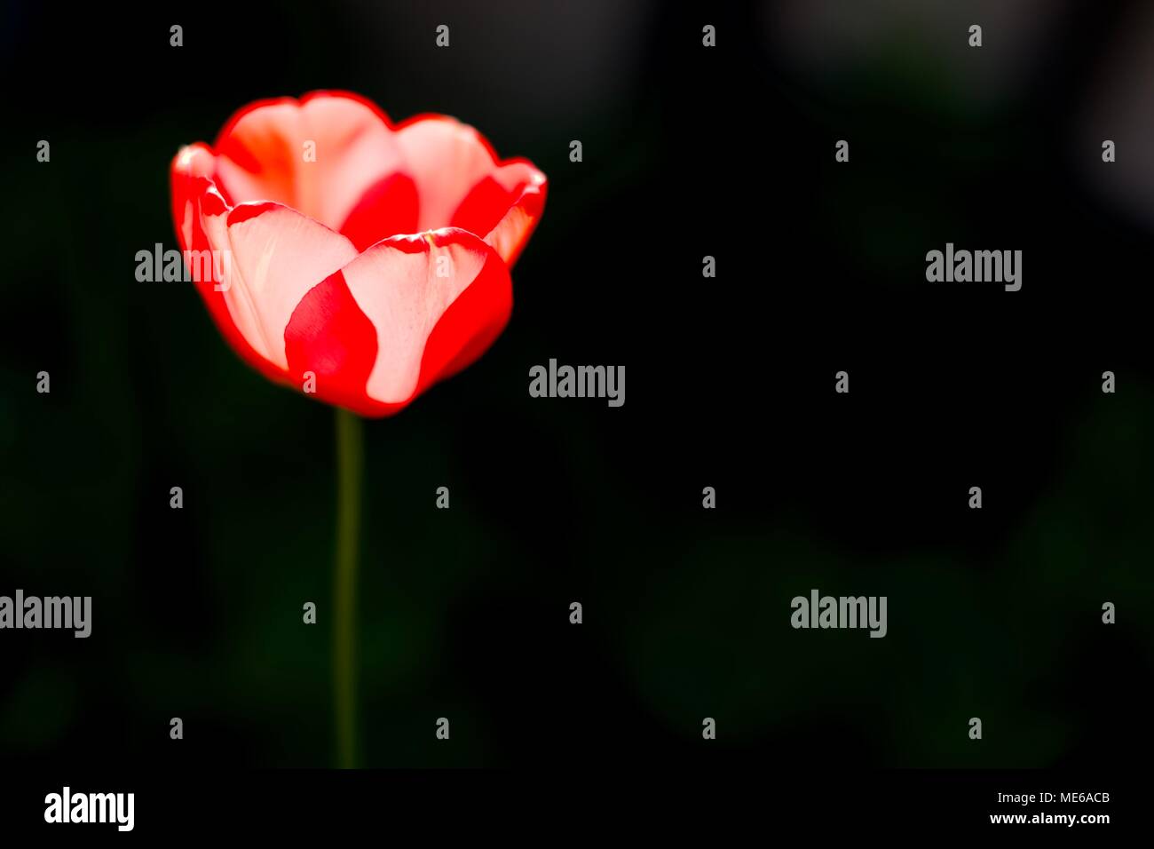 Single red tulip (Tulipa) on a black background Stock Photo
