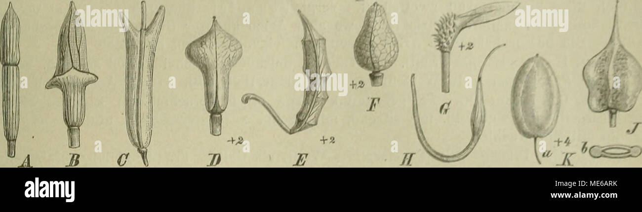 . Die Natürlichen Pflanzenfamilien : nebst ihren Gattungen und wichtigeren Arten, insbesondere den Nutzpflanzen . Andrfoshia cirdamine- Fig. 109. Fr. der Sisymhriinae. A Erucariu aleppica Gärtn.; ü Cukile ntarilima Scop. foUn (DC.) Prantl; ü Mjjngrum perfoliaium L.; E Ooldhachia laevigata (M.B.)nC.; /' Cahpina C'orti«« (A)l,| UC.; 0 ScMinpera arabica Höchst, et St.; H Spirorliynchus sabulosus Kar. etKir.; J Boreava orientalis i2.i). &lt;- .-r.:ir.li K Pachyjpterygmm multicauU Kar. et Kir., 6 im Querschnitt. (Original.) A. Fr. 2klappig, nicht quergegliedert, mit mehreren -, seltener 2reihig Stock Photo