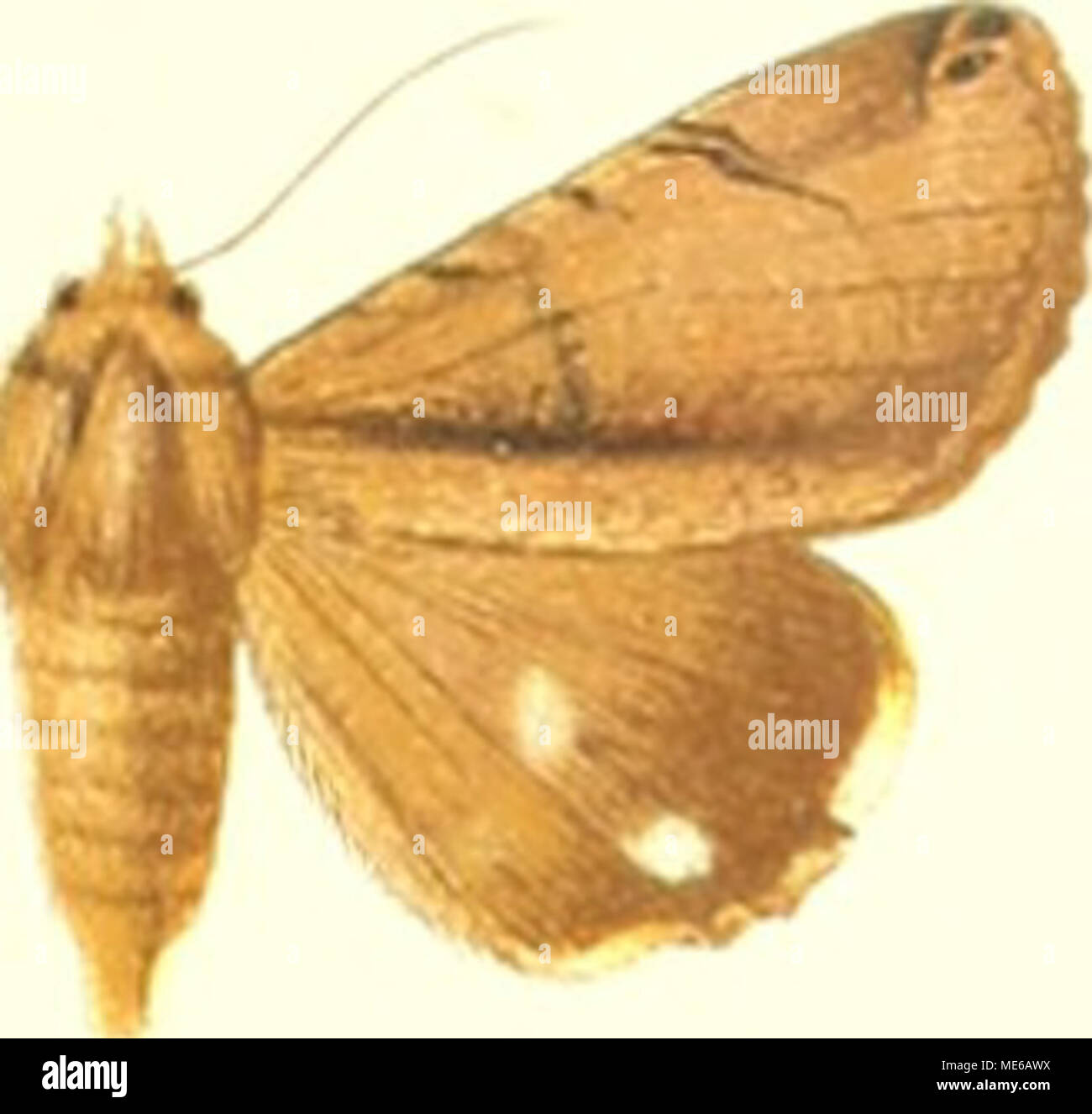 . Die Gross-Schmetterlinge der Erde : eine systematische Bearbeitung der bis jetzt bekannten Gross-Schmetterlinge . Stock Photo