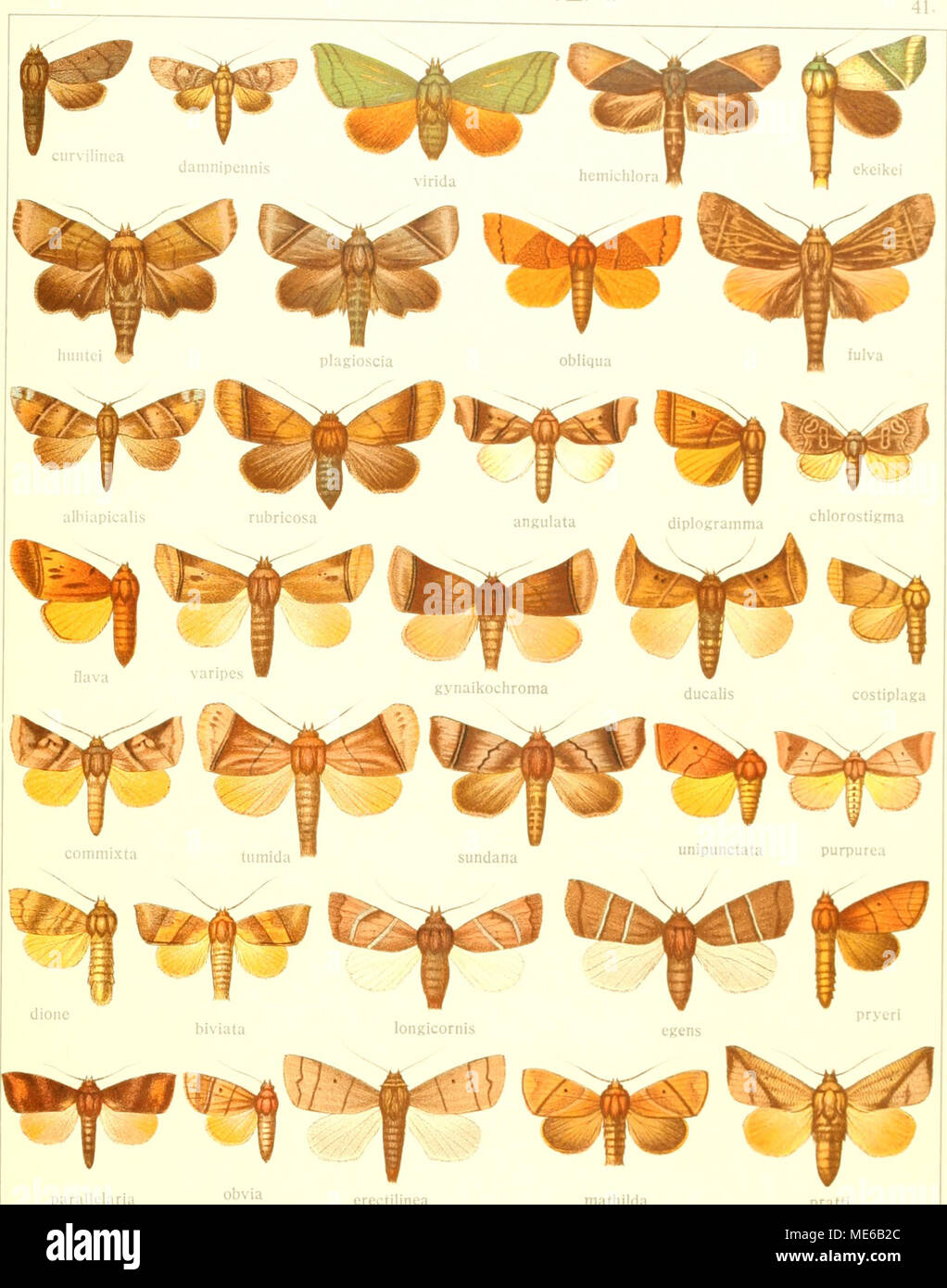 . Die Gross-Schmetterlinge der Erde : eine systematische Bearbeitung der bis jetzt bekannten Gross-Schmetterlinge . pratti Stock Photo