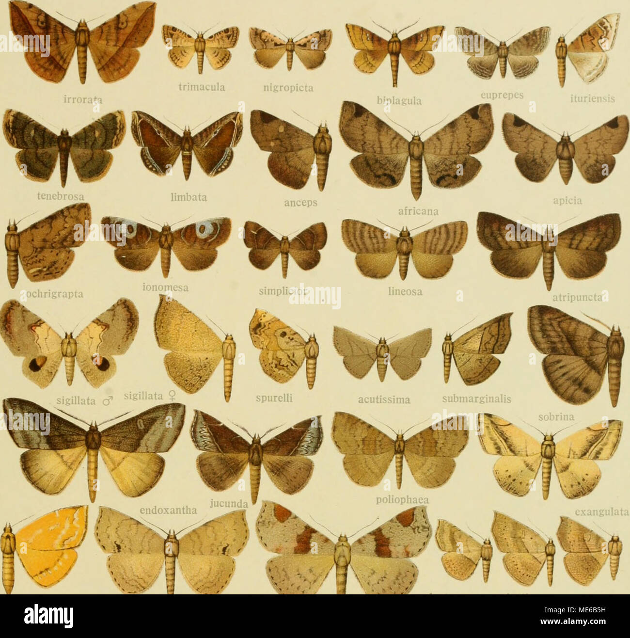 . Die Gross-Schmetterlinge der Erde : eine systematische Bearbeitung der bis jetzt bekannten Gross-Schmetterlinge . * *!4e% i . â itpiÃ¼ciiiiÃ¼. p.L... arida ^hrysea ^^ infirma ^^ anconia ^ !;rnc=IHd:na Stock Photo