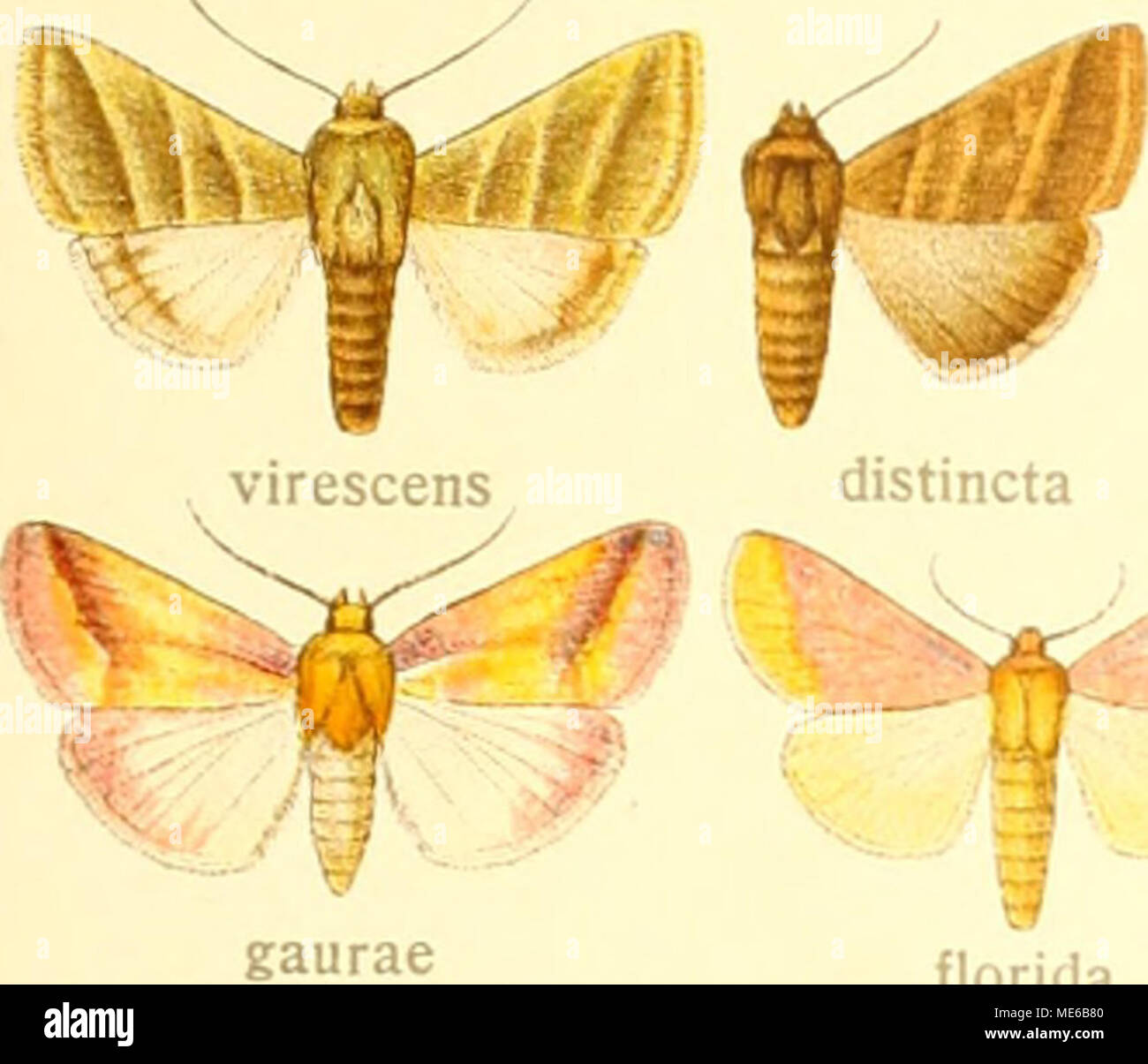 . Die Gross-Schmetterlinge der Erde : eine systematische Bearbeitung der bis jetzt bekannten Gross-Schmetterlinge . â â¢inellus SlIÃ¼lilCX &quot;^^^ Â»s^  felicitata lucens meadi eliriKua ? â Â»f rosea ligeae miniana pallicincta volupia masoni Stock Photo