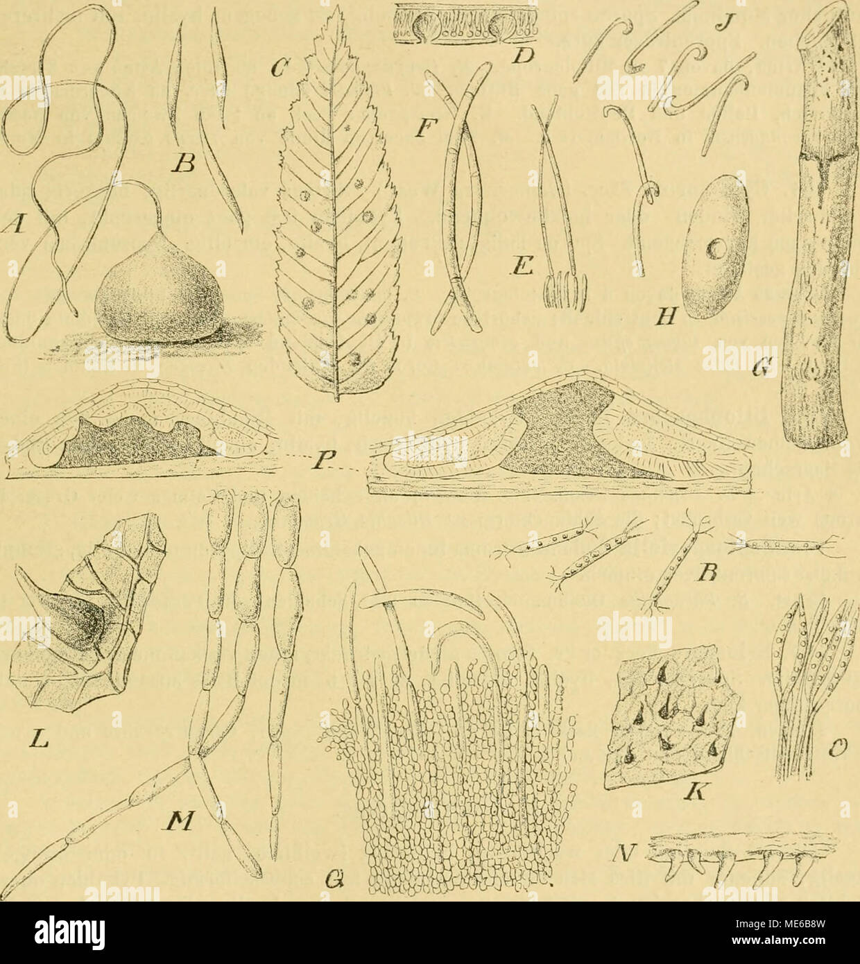 . Die Natürlichen Pflanzenfamilien nebst ihren Gattungen und wichtigeren Arten, insbesondere den Nutzpflanzen, unter Mitwirkung zahlreicher hervorragender Fachgelehrten begründet . big. 2(J0. A—B CoUoneiiia papillatum Grove. A Pyknide 150/1. B Sporen 1000/1. C—F l'lilcosjjoiu dotichospora Sacc. 6'Habitus des Pilzes, nat. ür. D Pykniden im Querschnitt, schwach vergr. A' Sporenträger mit Sporen, stark vergr. i^ Sporen, stark vergr. 6—JPhlyctaenaPseudopliomaSa.cc. ff Habitus des Pilzes, nat. Or. //Pyknide von oben gesehen, vergr. J Sporen, stark vergr. K—M Cornularia pyramidalis (Schwein.) Starb. Stock Photo