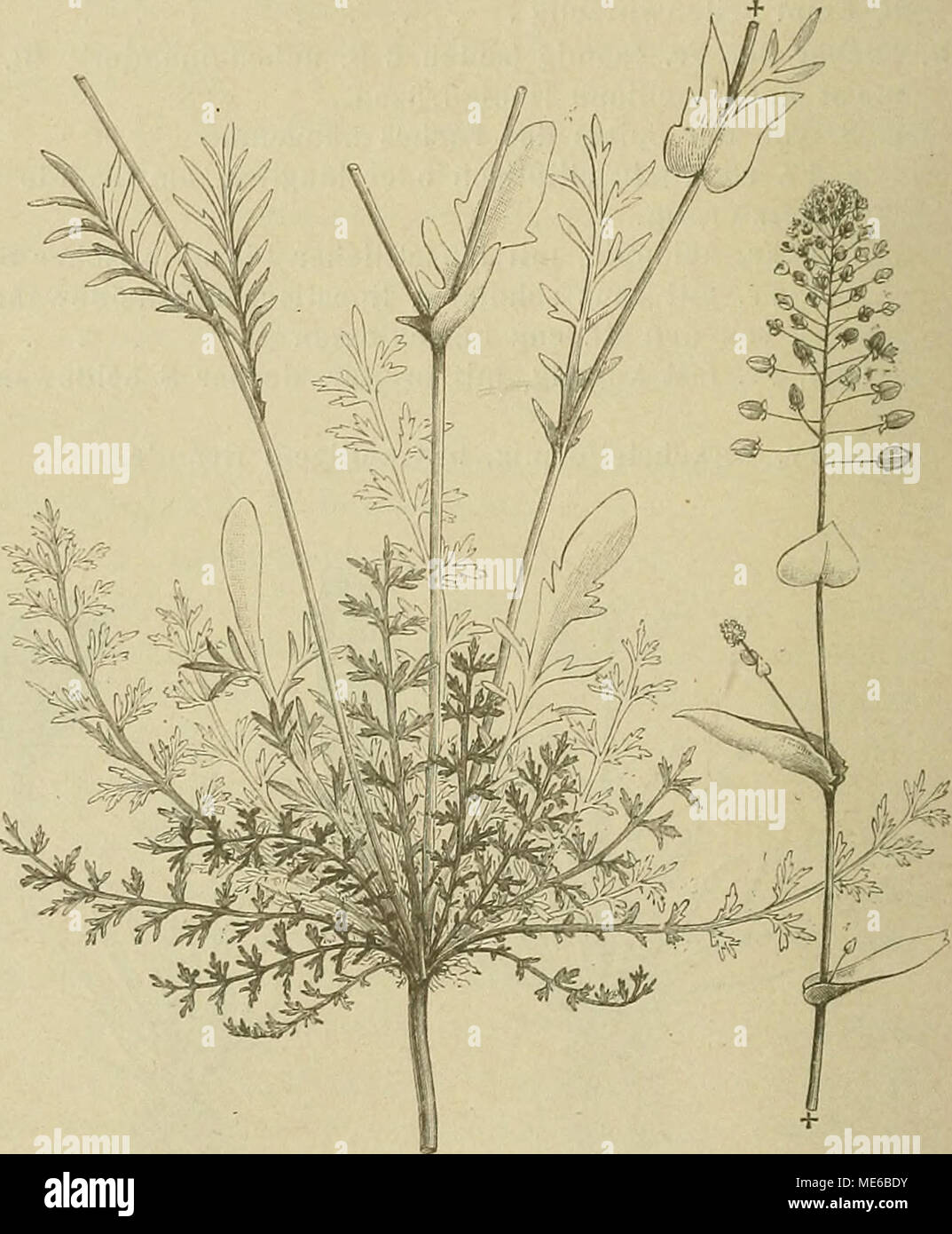 . Die Natürlichen Pflanzenfamilien : nebst ihren Gattungen und wichtigeren Arten, insbesondere den Nutzpflanzen . Fig. 101. Fr. der Lepidünae. A von Le- Fig. 102. Leiiidiiim ferfoliaiiim L. Habitiasbild, nat. Gr. (Original.) pidium iJraba L.; B von L. satnum L.; C von C'oronopus didymits (L.) Sm.; D von Stroganoivia brachyota Kar. et Kir.; E Stubendorffia orientalis Schrenk., überall b im Längs-, c im Querschnitt. (Orig.) 20. Lepidium L. (mit Cynocardamum Webb, Thlaspidium Spach). Blütenachse zu- weilen etwas verlieft; Blb. klein, weiß, selten gelblich, oder fehlend; Stb. zuweilen 4 (nur je 1  Stock Photo