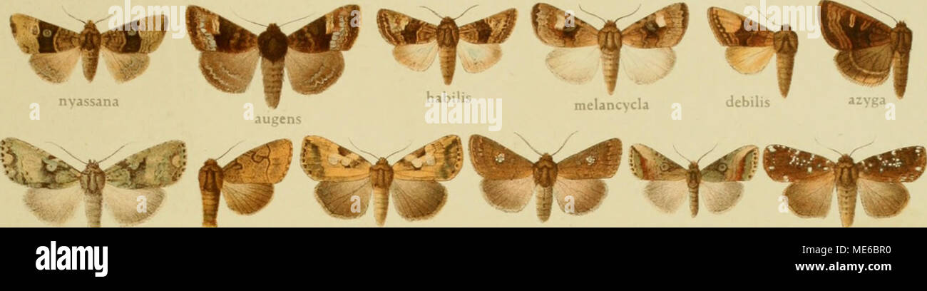 . Die Gross-Schmetterlinge der Erde : eine systematische Bearbeitung der bis jetzt bekannten Gross-Schmetterlinge . griscata capensis camerunica Stock Photo