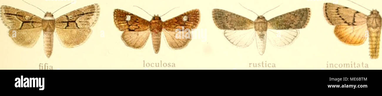 . Die Gross-Schmetterlinge der Erde : eine systematische Bearbeitung der bis jetzt bekannten Gross-Schmetterlinge . loculosa rustica incomilata inconstans .i-,K;i ^^t^ &quot;^^ ^^ *t crocea actura singula flavidcns heterochroa falcata ^^gfif (^^^ l^i^ r oblimata senescens peralto if f^.-r^,.»:;; '^^'f^-^-^:^ Stock Photo