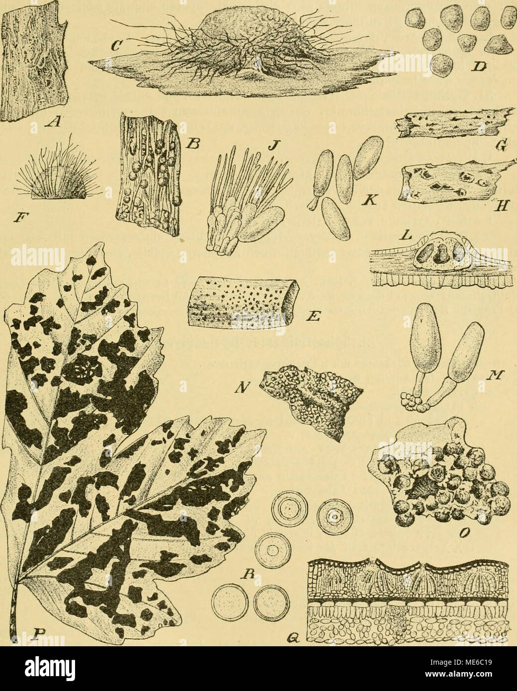 . Die Natürlichen Pflanzenfamilien nebst ihren Gattungen und wichtigeren Arten, insbesondere den Nutzpflanzen, unter Mitwirkung zahlreicher hervorragender Fachgelehrten begründet . Fig. 192. A—D Chaeiomella Brassicae (Schwein.) Starb. A Pykniden awt Brassica, nat. ür. B Pykniden, schwach vergr. C Eine Pyknide lUO/l. I&gt; Sporen 5(iO/l. H—F C. Saccliari Delacr. E Habitus, nat. Gr. .F Pyknide, vergr. 6—K Ci/topka suhconcava {iichviein.) marh. 0 llaliitus des Pilzes, nat. Gr. if Dasselbe, schwach vergr. J Sporen- träger (i20/l. A'Sporen 02U/1. L — M l/aplosporella Francisci l). Sa,cc. L Stroma i Stock Photo