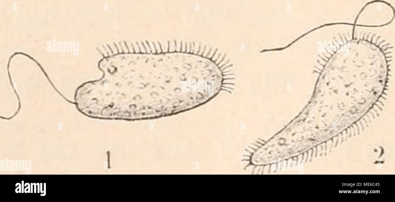 . Die Natürlichen Pflanzenfamilien nebst ihren Gattungen und wichtigeren Arten, insbesondere den Nutzpflanzen, unter Mitwirkung zahlreicher hervorragender Fachgelehrten begründet . C Fig. 102. A Stephanomonas locellus (Fromentel) Kent (375/1). — B Trichonema hirsutum From. (300/1). — C Tr. gracile Moeb. (360/i). — D Hetiromastix proteiformis Clark (500|l). — E 1 und 2 JUUofthora dubia Perty (200/1). [A xl. ß nach Fromentel (1874); C nach Moebius (1SSS); l&gt; nach J. Clark (1S6S); E nach Kent (1882).) Stock Photo