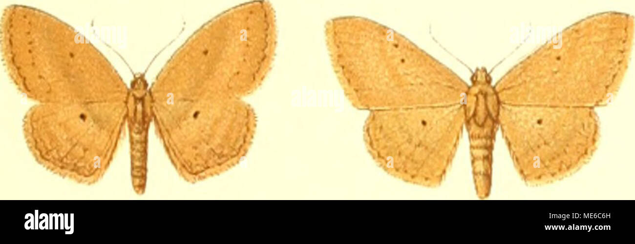 . Die Gross-Schmetterlinge der Erde : eine systematische Bearbeitung der bis jetzt bekannten Gross-Schmetterlinge . /% %|:#^%|||# W^^' ^r^ iacta conscoiisa rclictata nicsoJcla patularia V: braL-!iTiis occupata 7 r:^ V ^ -1 ^|^^W!?%, snsoscciis lumieraria (&quot;iiii&quot;r) ilavi- , iiiaiidax carpheraria muricata siiiicata simiata &quot;&quot;'â ^&quot;'=' :v. i ierrilinca psfliÃ¼ta scniiliiiu. ,.imisc-iTi leucozoiia hoinalorrhoÃ¼ WWft'^^ '^^^S^- parallela â r*' inarcidaria s inhoei Pars II. Fauna indo-c u.-l, alica 4. AIrrcd Kernen. .Xbi. Steindruck, Slulluarl Stock Photo