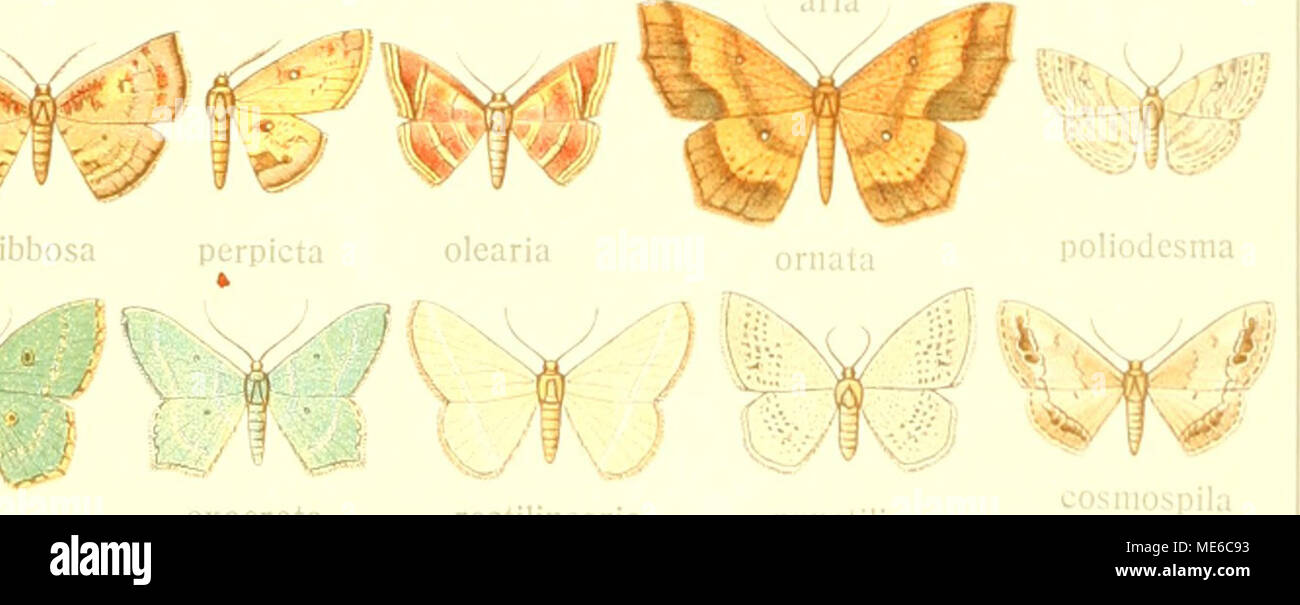 . Die Gross-Schmetterlinge der Erde : eine systematische Bearbeitung der bis jetzt bekannten Gross-Schmetterlinge . exacreta rectiiincaria puiictilinea ^^^ dcsucta W1^^ iiiacaiidi iua Stock Photo