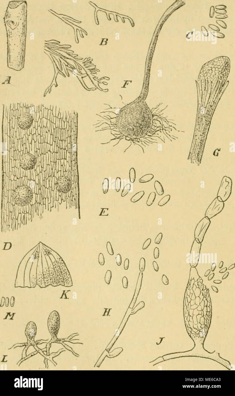 . Die Natürlichen Pflanzenfamilien nebst ihren Gattungen und wichtigeren Arten, insbesondere den Nutzpflanzen, unter Mitwirkung zahlreicher hervorragender Fachgelehrten begründet . Fig. 186. A—C Glutiniuin laevatuiii (Fr.) Starb. A Uabiluü des Pilze», schwach vorgr. B SporenträRor, stark vergr. C Sporen, stark vergr. l) -li l'leuorlomiis lurhmnin Allesch. Ü Pilz im üe- webe, Hchwaeli vergr. E Sporon , ,SüO|l. F—II Sphncronema agua- ticum Jücz. .f'Pykni'le, vnrgr. G Munduiig derscllien, stark vergr. Ä SporenträKcr und S|porcn, stark vergr. J Cichinoholns Cesatii de Bary. Pyknide auf Oidiiim ery Stock Photo