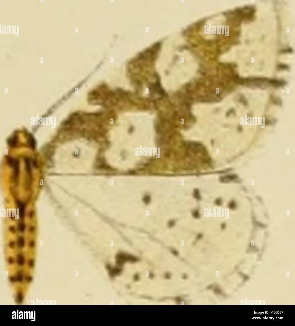 . Die Gross-Schmetterlinge der Erde : eine systematische Bearbeitung der bis jetzt bekannten Gross-Schmetterlinge . puiictisignaria punctaria reticularis Stock Photo