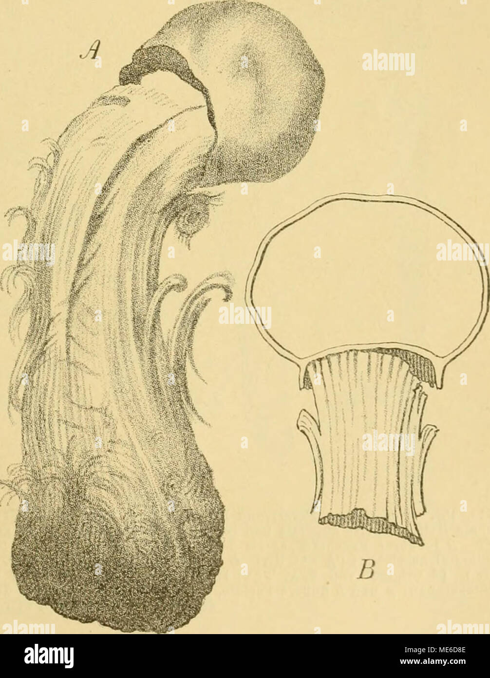 . Die Natürlichen Pflanzenfamilien nebst ihren Gattungen und wichtigeren Arten, insbesondere den Nutzpflanzen, unter Mitwirkung zahlreicher hervorragender Fachgelehrten begründet . ist. Peridie einfach, häutig, am Fig. ISO. Queletia wiralilis Fries. A Außenansicht des Frucht- körpers (ca. 2/3 nat. Gr.). B L.'ingsschnitt der Peiidie und des oberen Stielendes (ca. '-'/a nat. Gr.). (Nach Fries.) Grunde mit einem ringförmigen Yor- sprunge und scharf vom Stiele ab- gegrenzt, zuletzt unregelmäßig zerfallend. Sporen kugelig, warzig-stachelig. Capillitium .spärlich, an der Peridie befestigt. — Es ist  Stock Photo