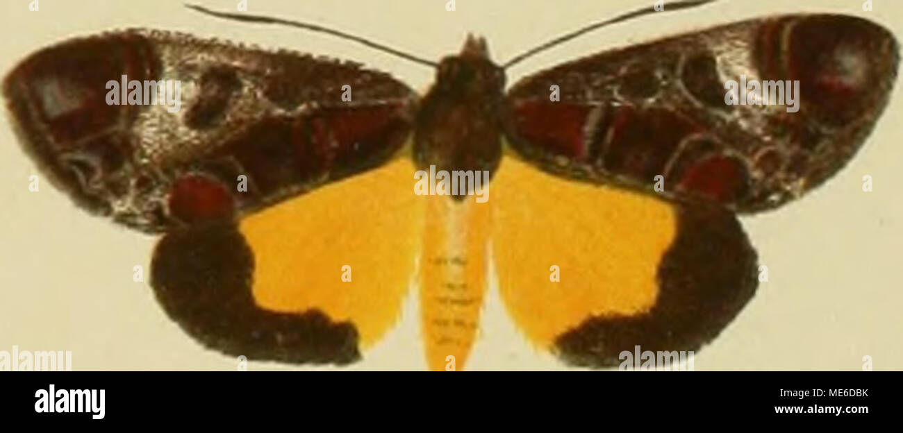 . Die Gross-Schmetterlinge der Erde : eine systematische Bearbeitung der bis jetzt bekannten Gross-Schmetterlinge . subalba Stock Photo