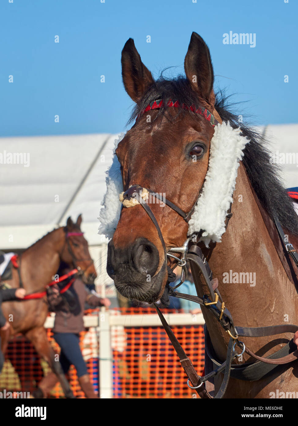 Close-up portrait of a bay hunting horse (hunter) with bridle Stock Photo