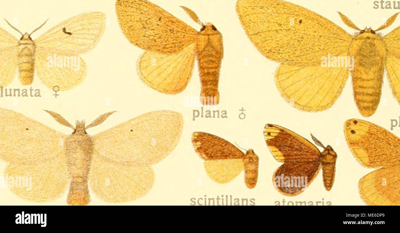 . Die Gross-Schmetterlinge der Erde : eine systematische Bearbeitung der bis jetzt bekannten Gross-Schmetterlinge . bimaculata scintillans atomaria ;^:^ bipunct f'^--&quot;;- apex Stock Photo