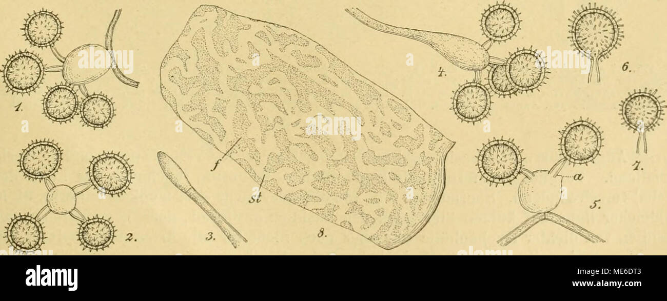 . Die Natürlichen Pflanzenfamilien nebst ihren Gattungen und wichtigeren Arten, insbesondere den Nutzpflanzen, unter Mitwirkung zahlreicher hervorragender Fachgelehrten begründet . Fig. 174. Corditubera Staudiii Henn. 8 Stück aus dem Fruchtkürperinneron und Peridie (st sterile Adern, / basi- dienführende üeflechtspartien). (Vergr. ca. S). 1,2,4—7 Basidien und Sporen (Vergr. ca. sOO). 3 Junge Basidien- anlage. (Vergr. ca. 800). (Nach Bucholtz bei Hennings.) In Engler, Botan. Jahrbücher, Bd. XXIII (p. 557). Stock Photo