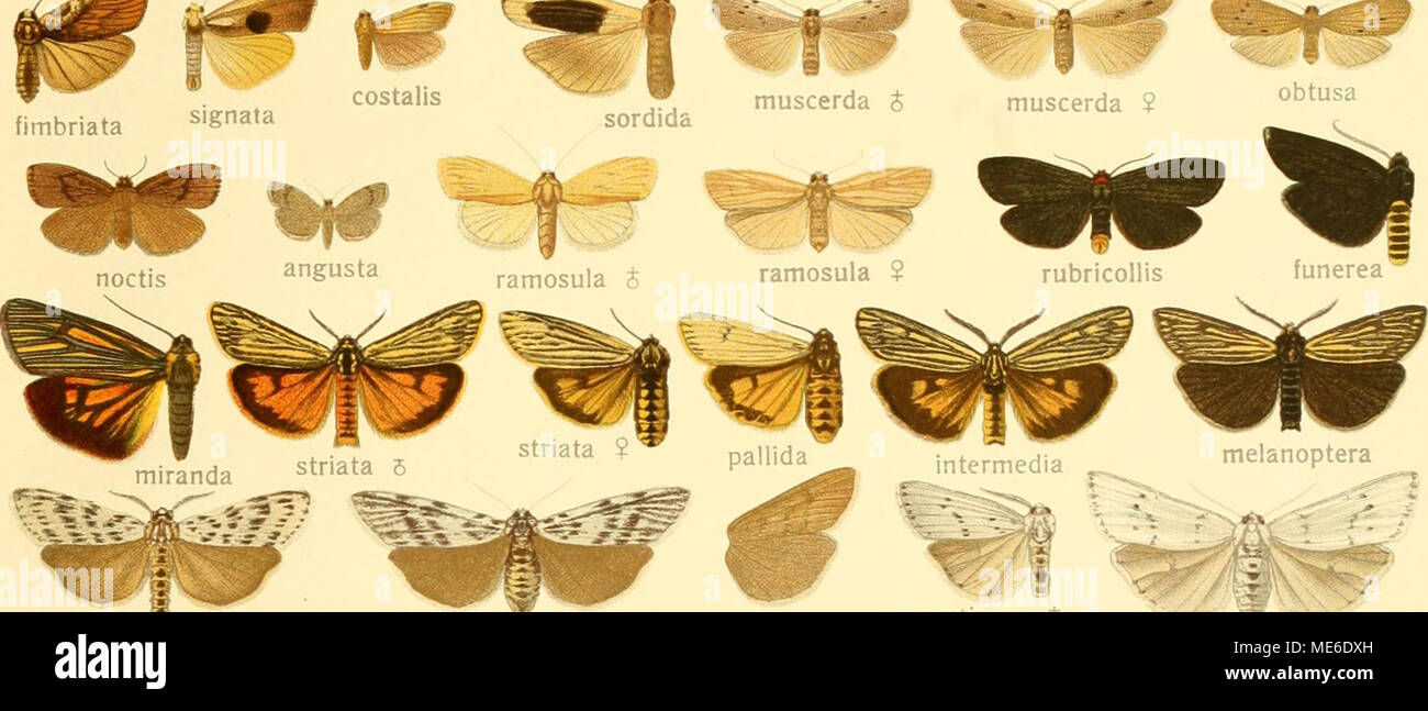 . Die Gross-Schmetterlinge der Erde : eine systematische Bearbeitung der bis jetzt bekannten Gross-Schmetterlinge . cribraria ' 4 Stock Photo